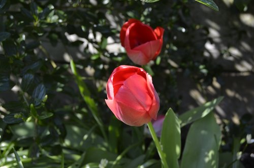 tulips  spring  garden