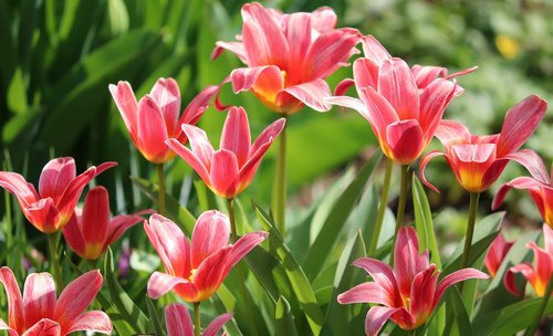 tulips  tulipa  schnittblume