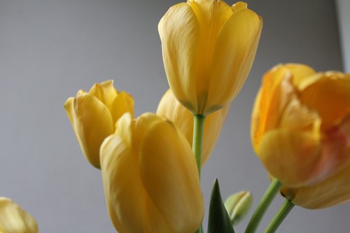 tulips  easter  yellow