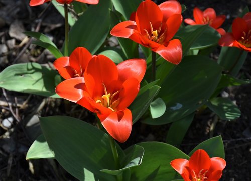 tulips  bloom  nature