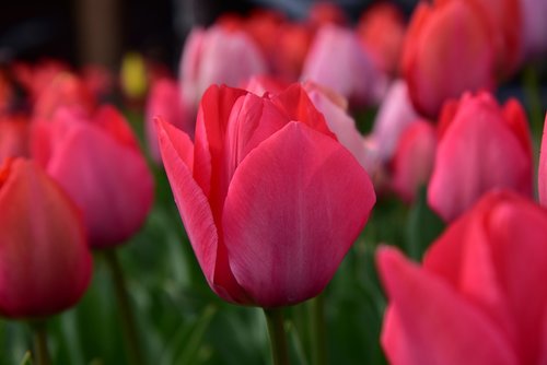tulips  spring  tulip bed