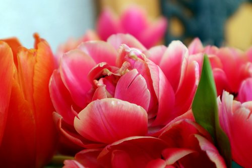 tulips  red  schnittblume