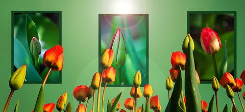tulips  background  spring flowers