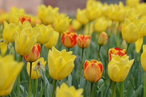 tulips  yellow  red
