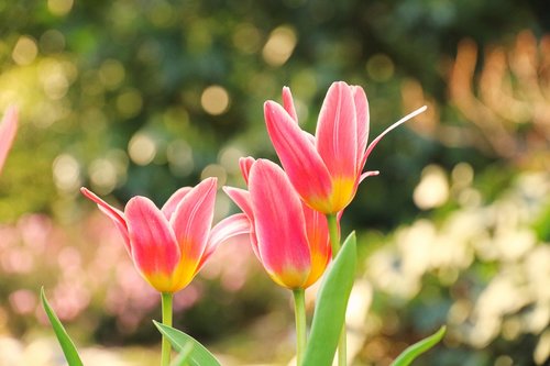 tulips  flower bulbs  flowers