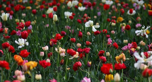 tulips  flowers  plants