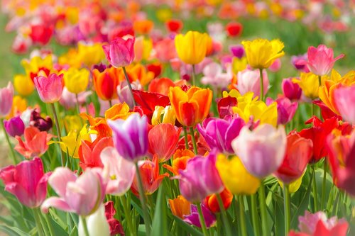 tulips  tulip field  spring