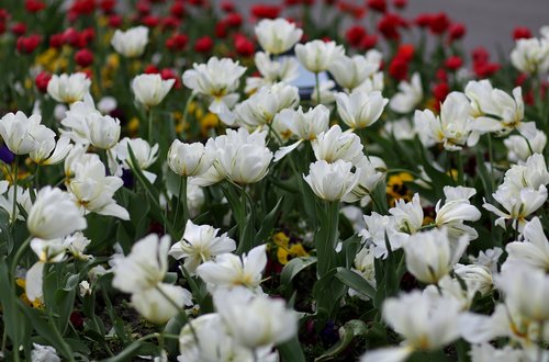 tulips  white  coloring