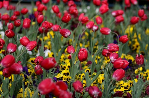 tulips  red  coloring