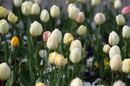 tulips  white  supplies