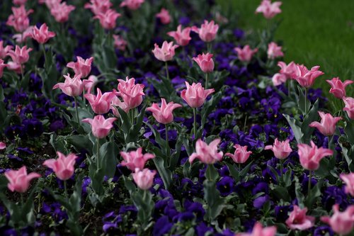 tulips  pink  coloring