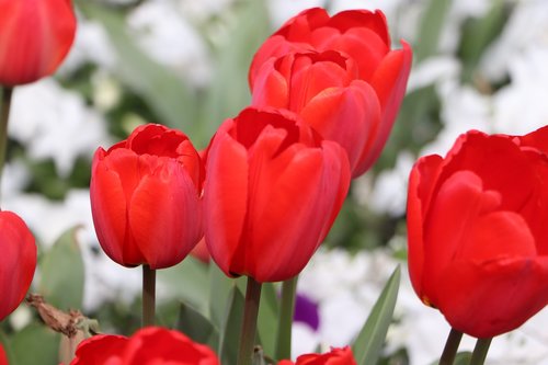 tulips  flower  istanbul