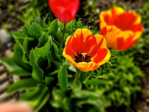 tulips  colorful  nature