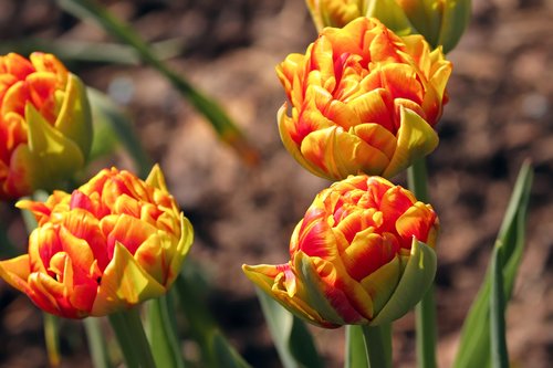 tulips  bud  tulips knopspen