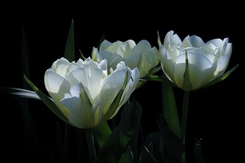 tulips  white flower  fosteriana tulips