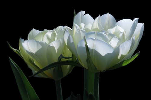 tulips  white flower  fosteriana tulips