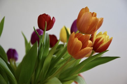 tulips  netherlands  color