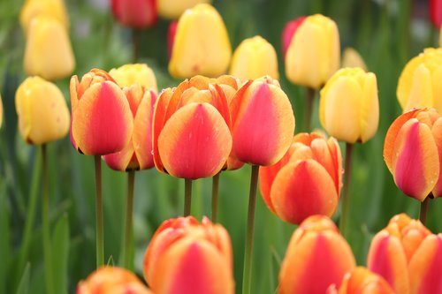 tulips  orange  yellow