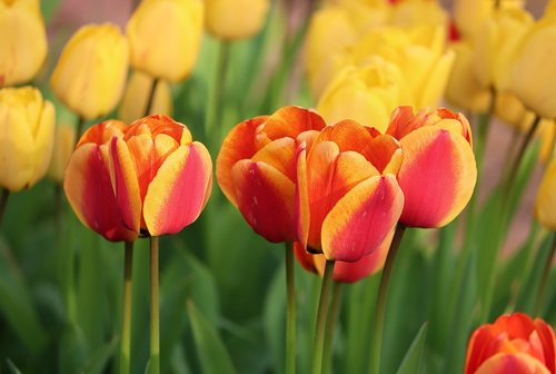 tulips  orange  yellow