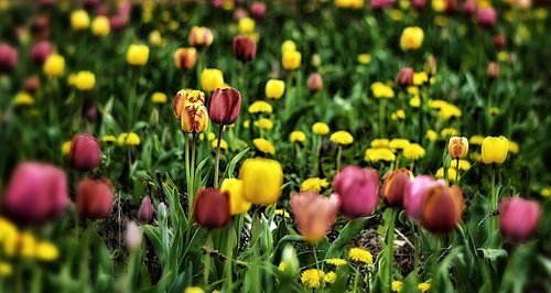 tulips  field  flowers