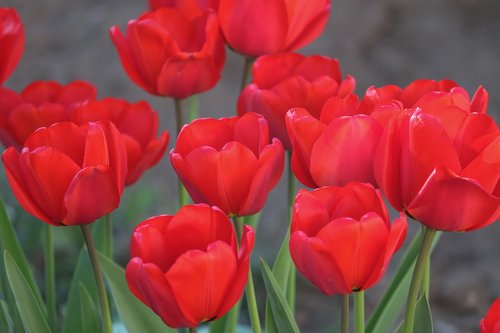 tulips  monochrome  red