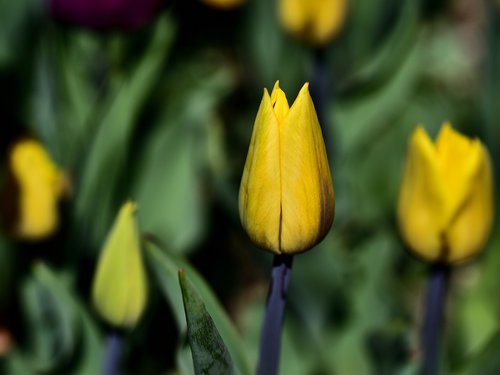 tulips  spring  tulip