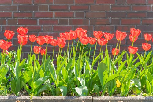 tulips  spring  flowers