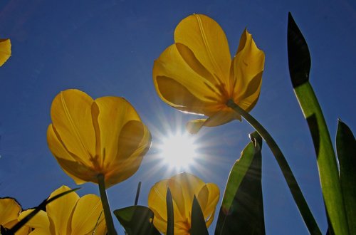 tulips  garden flowers  sun