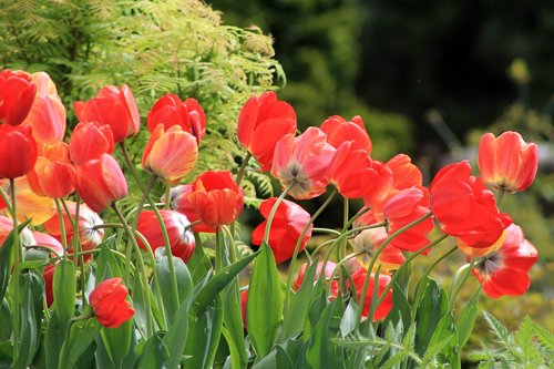 tulips  spring  flowers