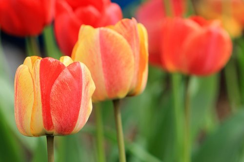 tulips  spring  flowers