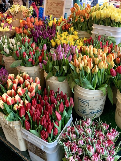 tulips  flowers  bouquets