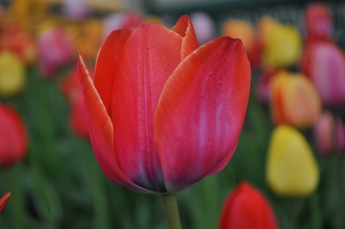 tulips  red  yellow
