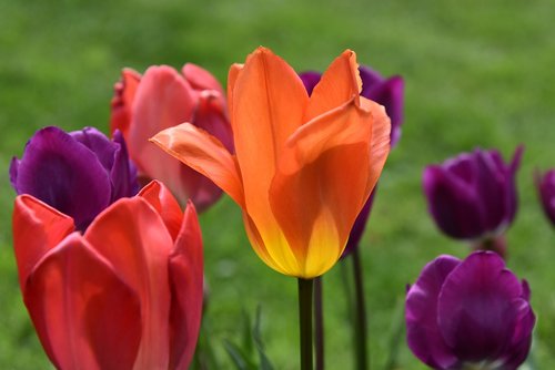 tulips  spring  violet