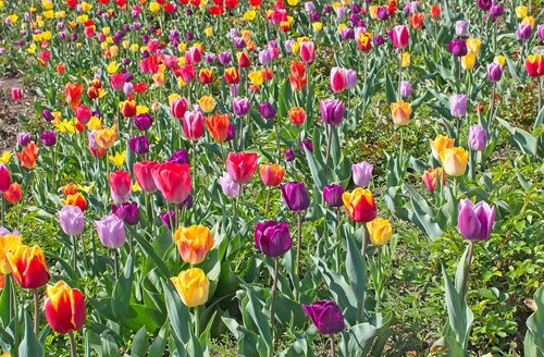 tulips  tulip field  spring