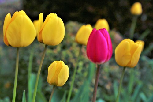 tulips  nature  plant