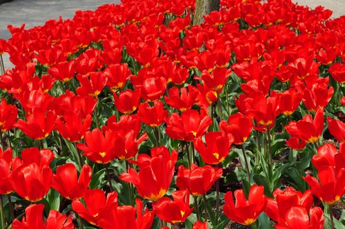 tulips  red  spring
