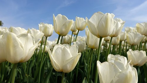 tulips  white  tulip fields