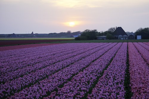 tulips  field  farmland