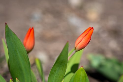 tulips  red  garden