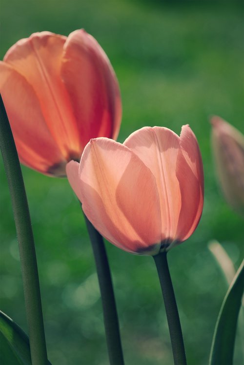 tulips  flowers  garden