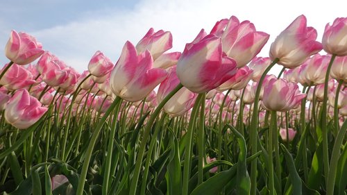 tulips  pink  tulip fields
