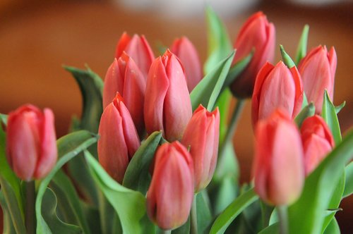 tulips  flowers  tulip