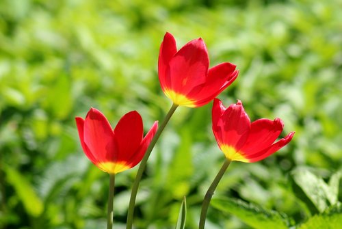 tulips  red  spring flowers