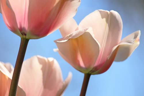 tulips  spring  april