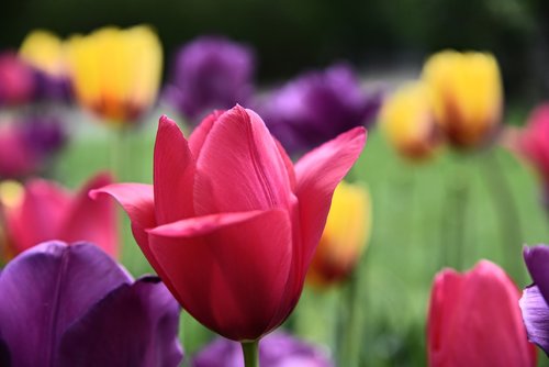 tulips  spring  violet