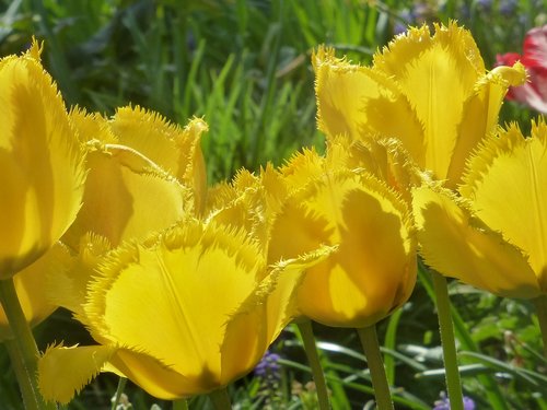 tulips  tulipa  fringed flower