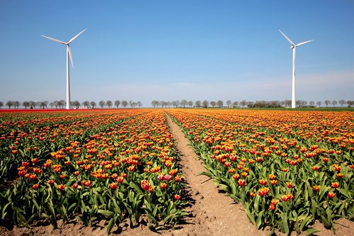 tulips  bulb  netherlands