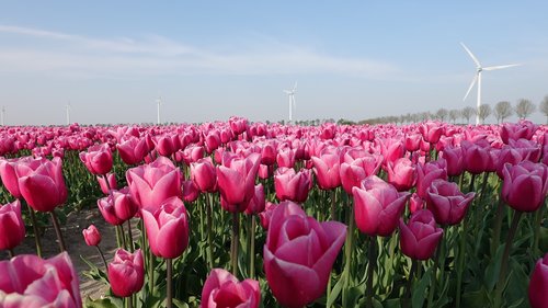 tulips  pink  tulip fields