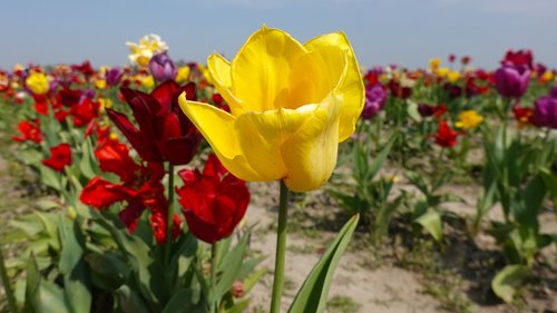 tulips  garden  tulip fields