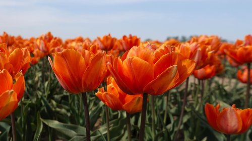 tulips  orange  tulip fields
